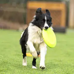 Long-Distance Fetch! Lightweight & Durable Dog Flying Disc