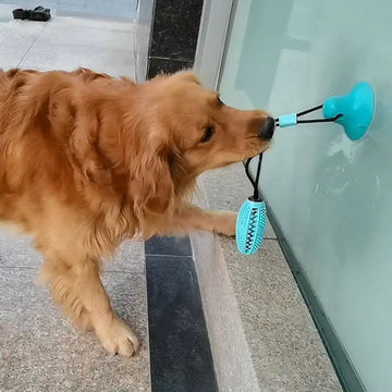 Keep Your Pup Entertained for Hours with This Suction Cup Dog Toy