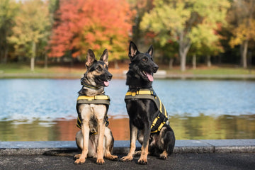 Official US Army® Pet Life Vest